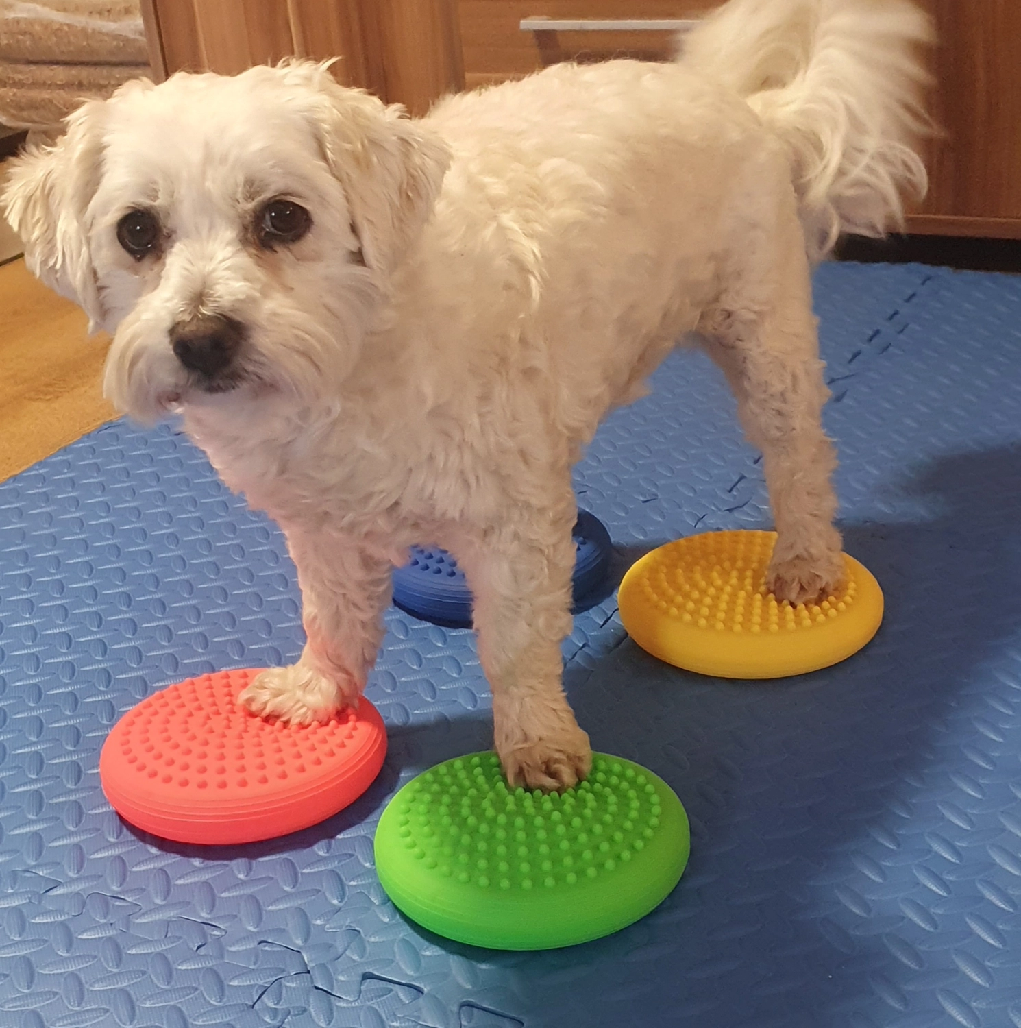 Pfotenfitness by Andrea Wirth – Hundefitness – Probestunde, Hund steht auf Physiotherapiebällen