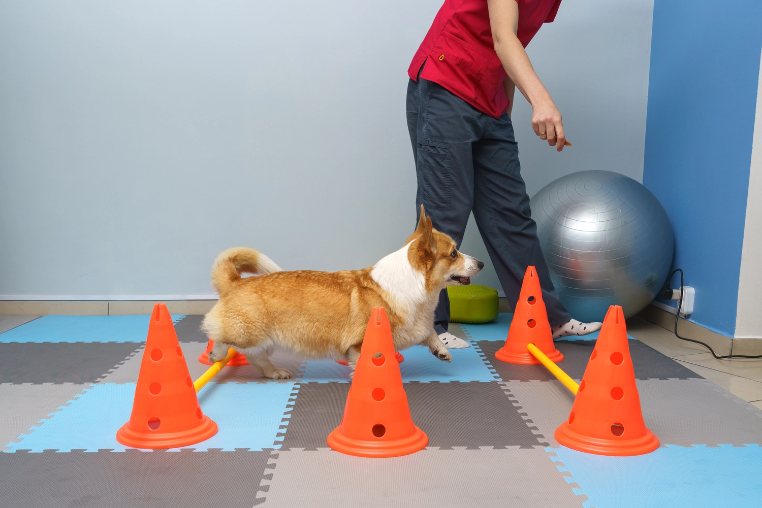 Pfotenfitness by Andrea Wirth – Hundefitness – Hundecavaletti